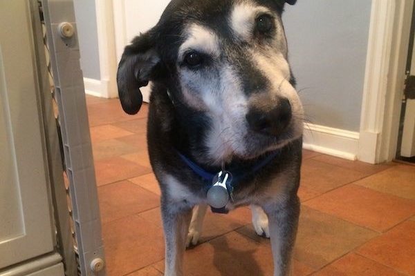 should you put a dog down with vestibular disease