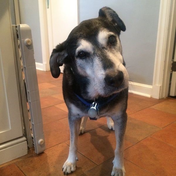 should you put a dog down with vestibular disease