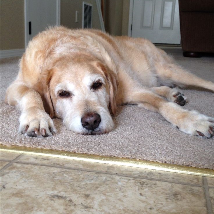 should you put a dog down with vestibular disease