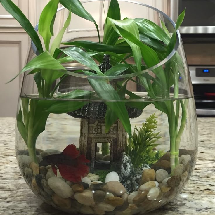 what kind of water for fish tank