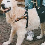 can vestibular disease kill a dog