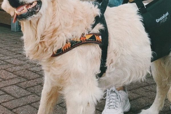 can vestibular disease kill a dog