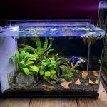 how many fish in a 10 gallon tank