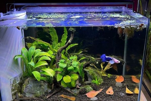 How Many Fish in a 10 Gallon Tank? Essential Guidelines! how many fish in a 10 gallon tank