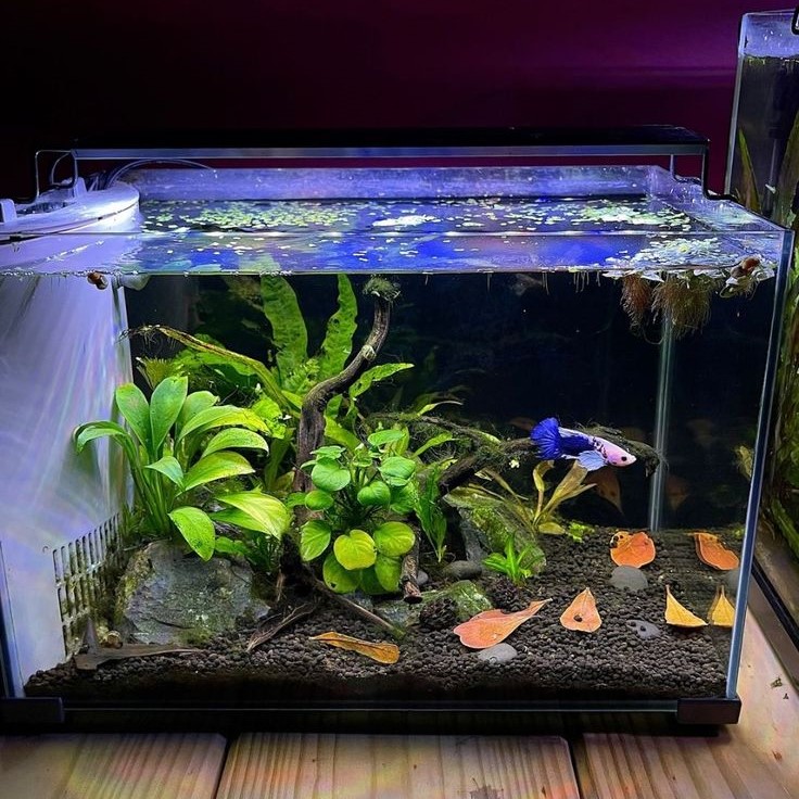 how many fish in a 10 gallon tank