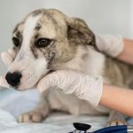 dog lyme disease life expectancy