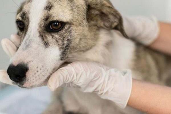 Understanding Dog Lyme Disease Life Expectancy: What to Know dog lyme disease life expectancy