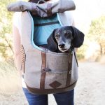 pet backpack