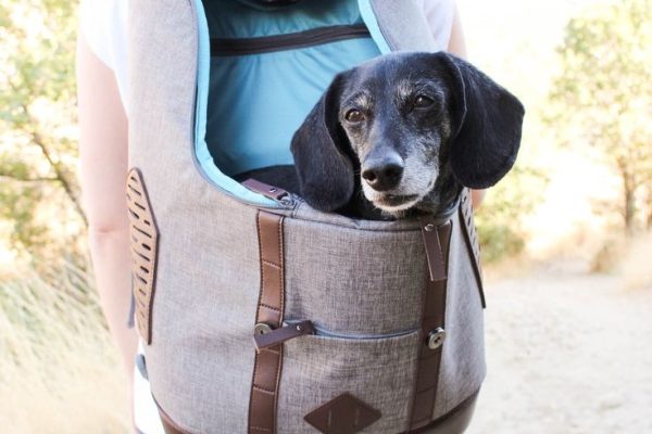 Choosing the Perfect Pet Backpack: Tips for Comfort and Safety! pet backpack
