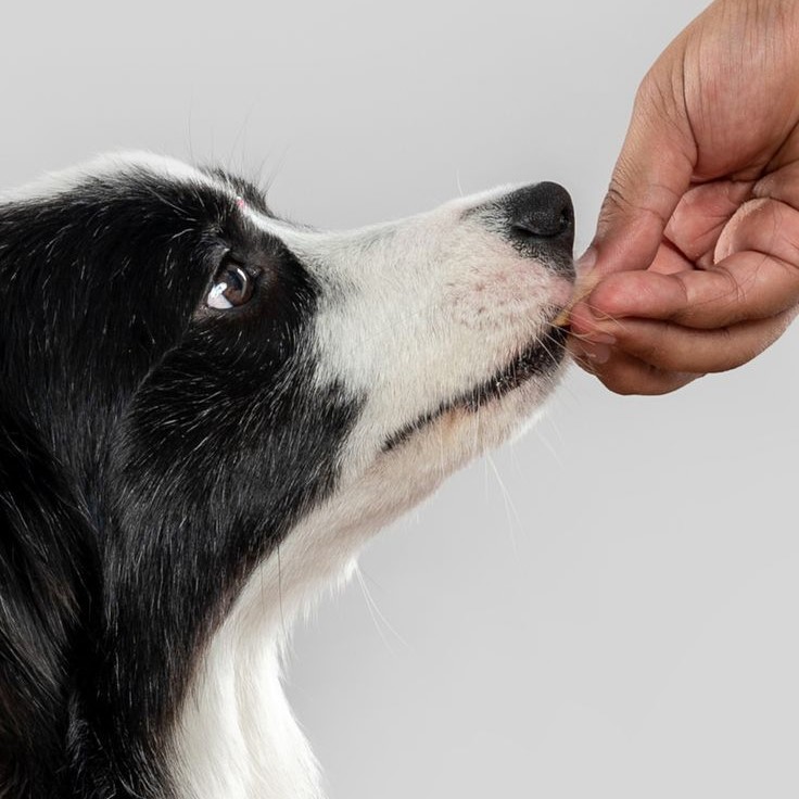 pet supplement