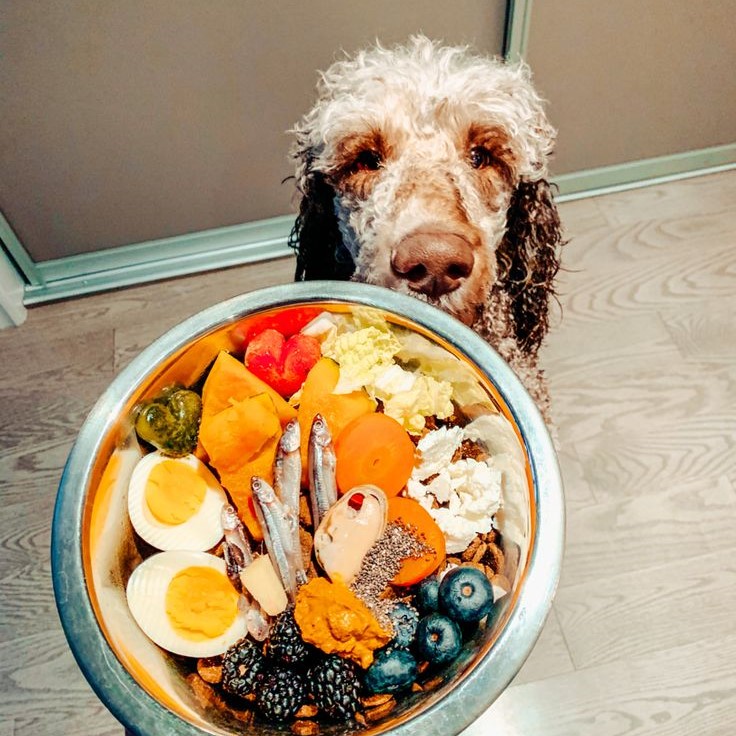 dog food for liver disease