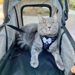 pet stroller for cats