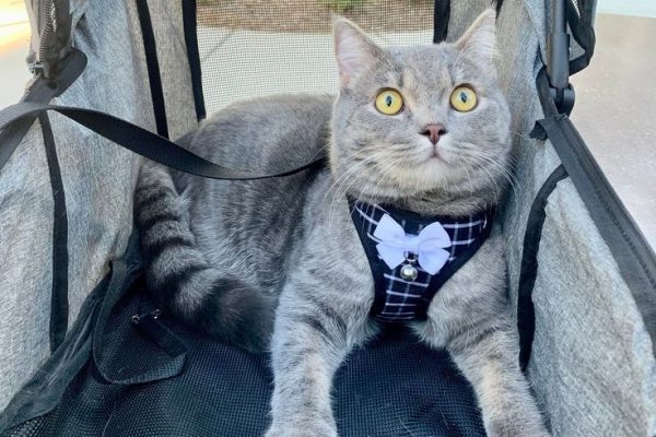 pet stroller for cats