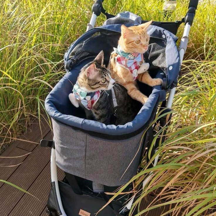 pet stroller for cats