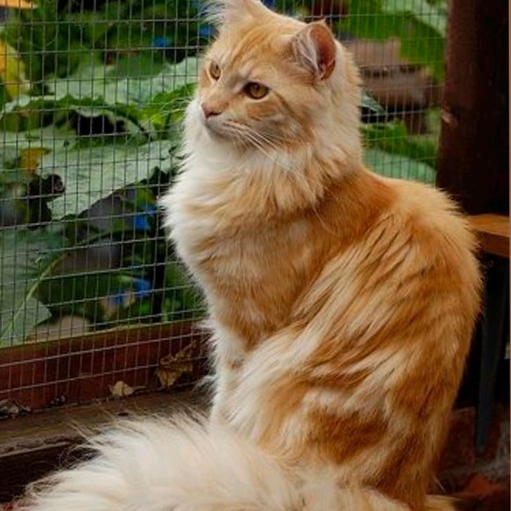 brown maine coon cat
