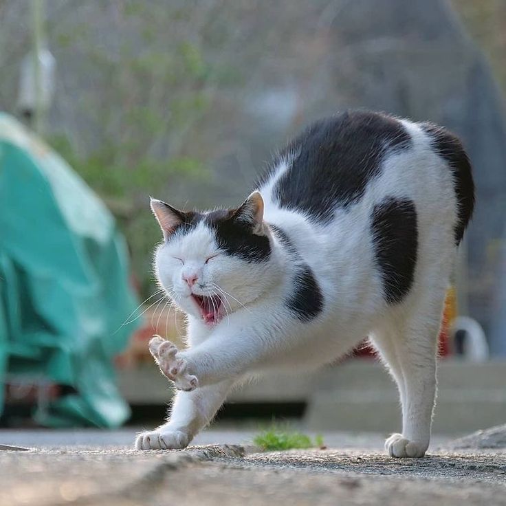 how long can a cat live with kidney disease