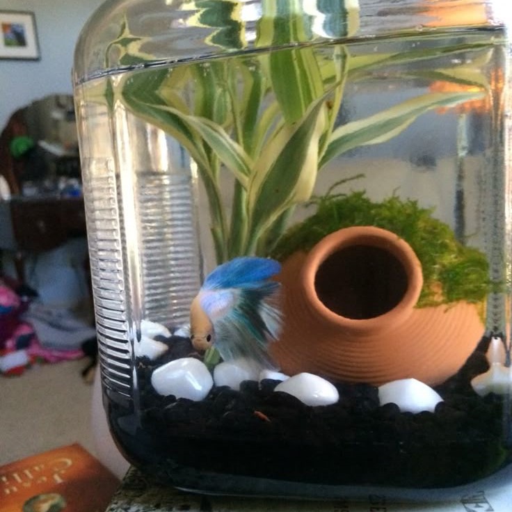 what kind of water for fish tank