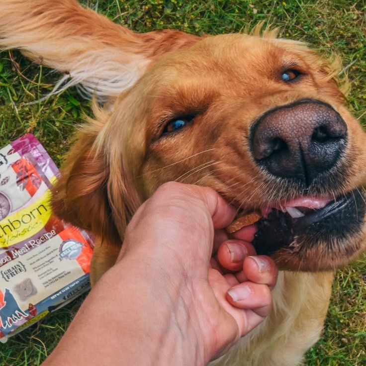 pet joint supplement