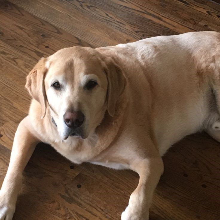 should you put a dog down with vestibular disease