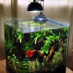 why is my betta fish staying at the bottom of the tank