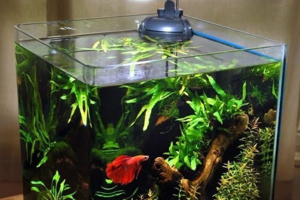 Why Is My Betta Fish Staying at the Bottom of the Tank? Causes why is my betta fish staying at the bottom of the tank