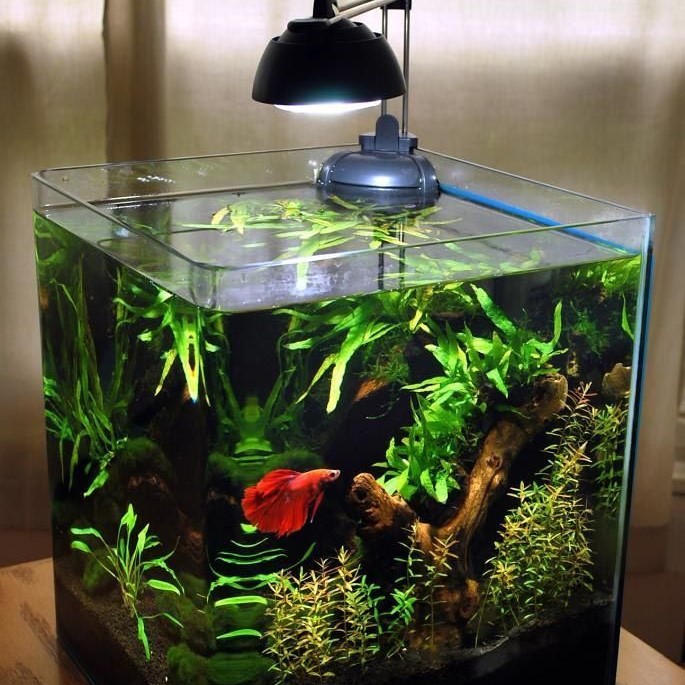 why is my betta fish staying at the bottom of the tank