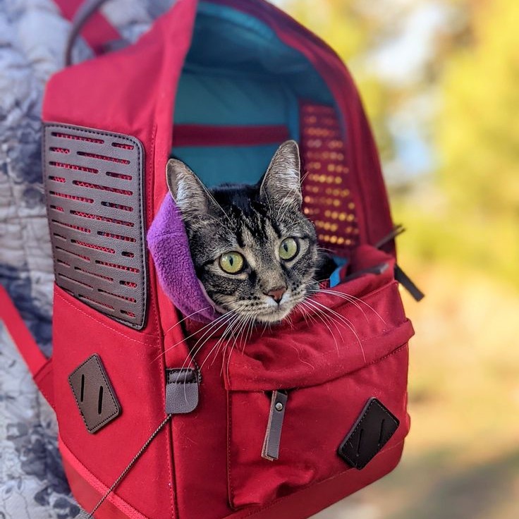 pet handle backpack