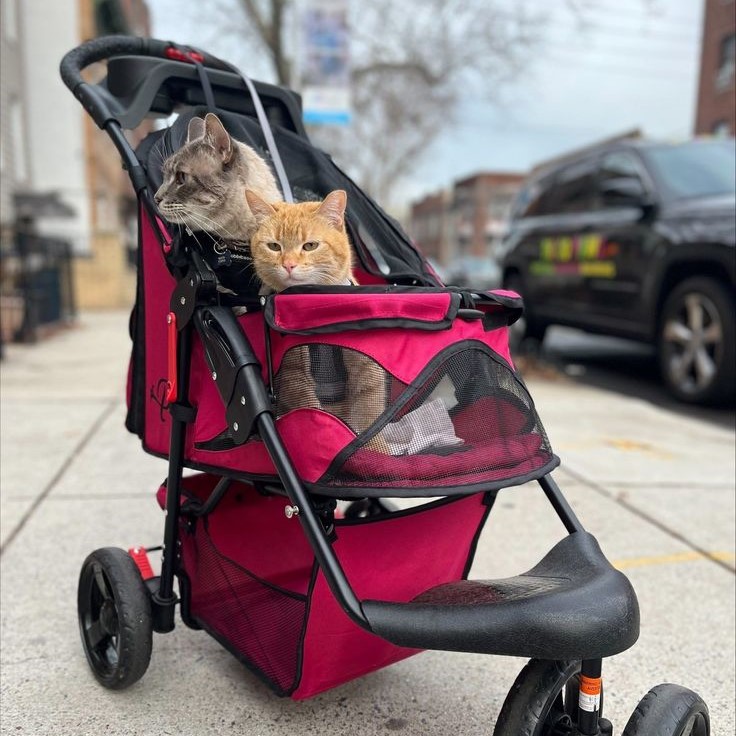pet stroller for cats