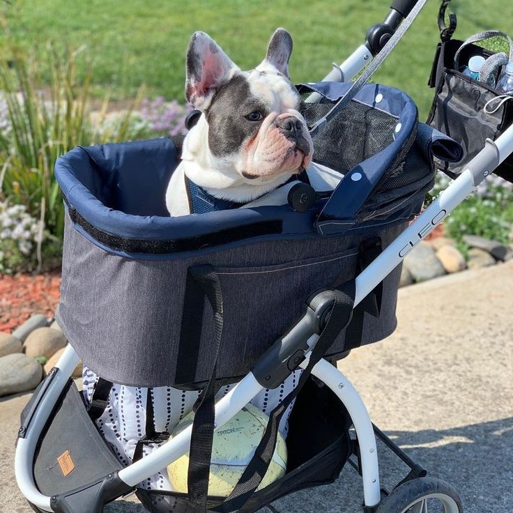pet stroller for dogs