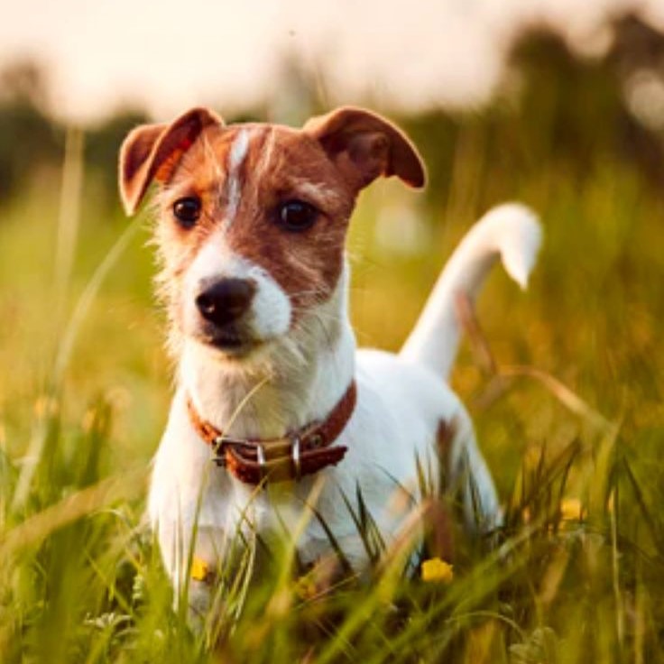 dog lyme disease life expectancy