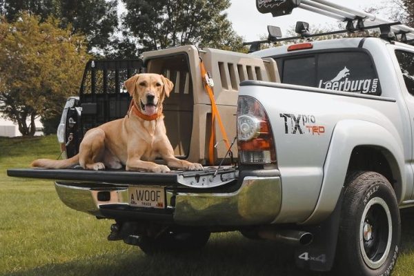 Choosing the Perfect Travel Kennel: Tips for Pet Owners travel kennel