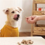 pet supplement