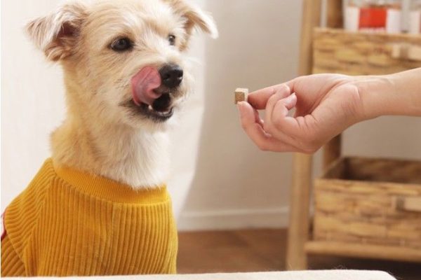 Essential Pet Supplement for Healthy Living: Picks for Your Dog pet supplement