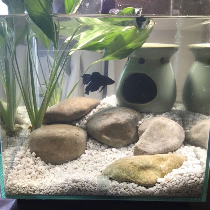 why is my betta fish staying at the bottom of the tank