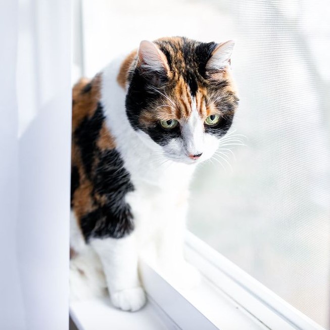 can vestibular disease kill a cat