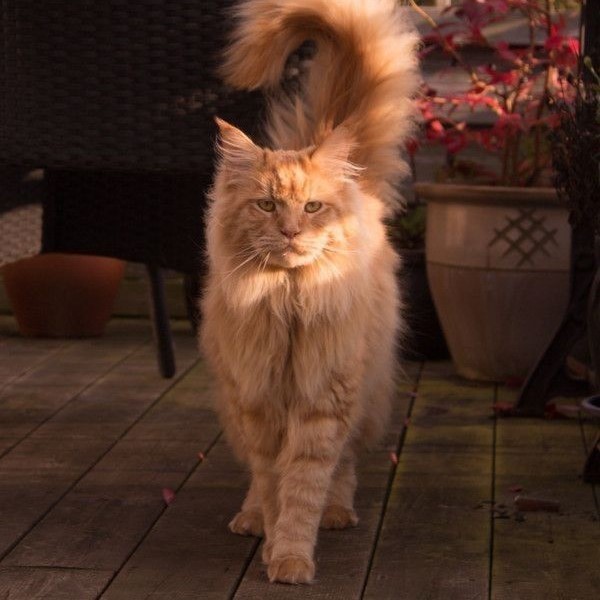 brown maine coon cat