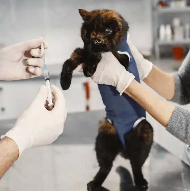 how long can a cat live with kidney disease