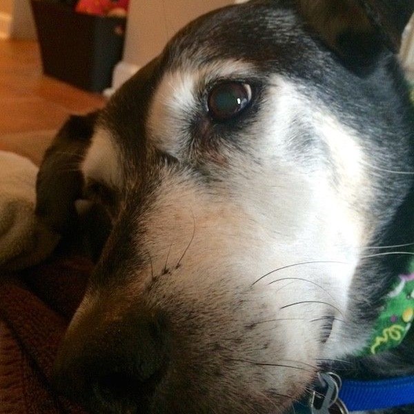 should you put a dog down with vestibular disease