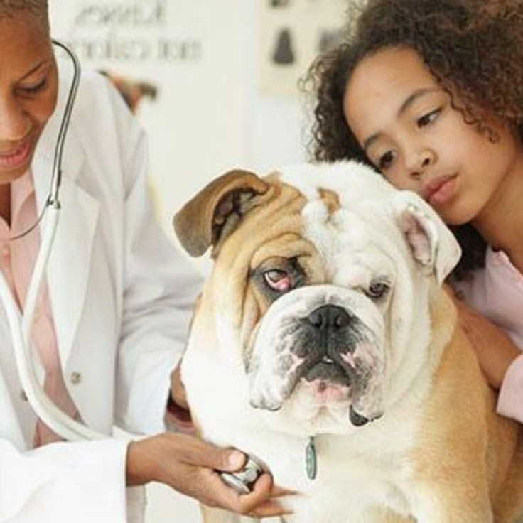 dog food for kidney disease