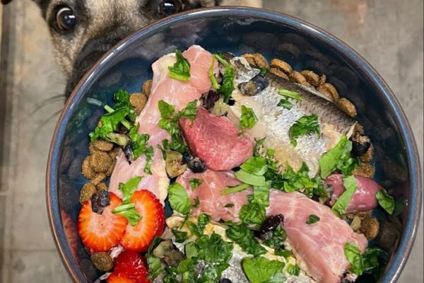 dog food for liver disease