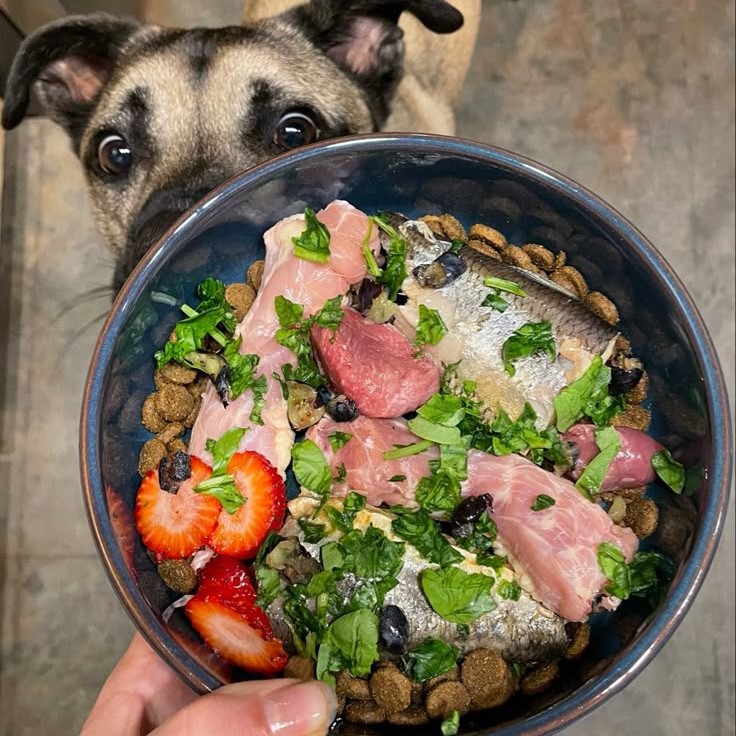dog food for liver disease