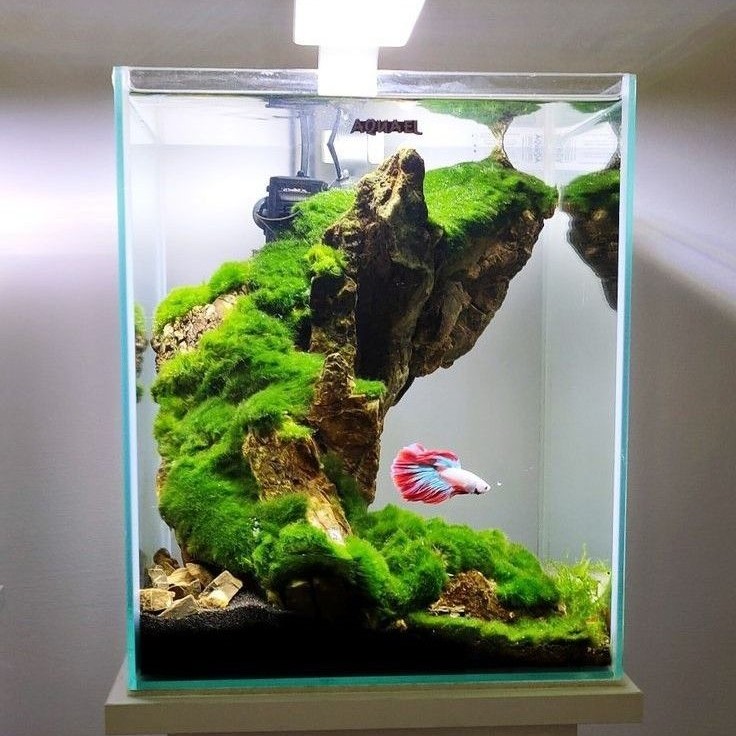 why is my betta fish staying at the bottom of the tank