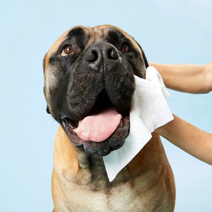 tear stain remover for dogs