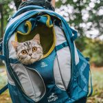 pet handle backpack