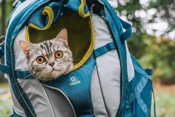 Choosing the Best Pet Handle Backpack: Top Picks for 2025 pet handle backpack