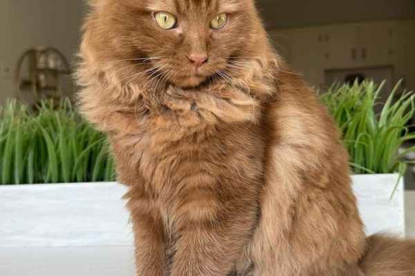 brown maine coon cat