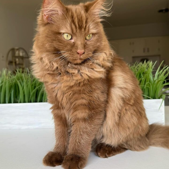 brown maine coon cat