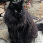black maine coon cat