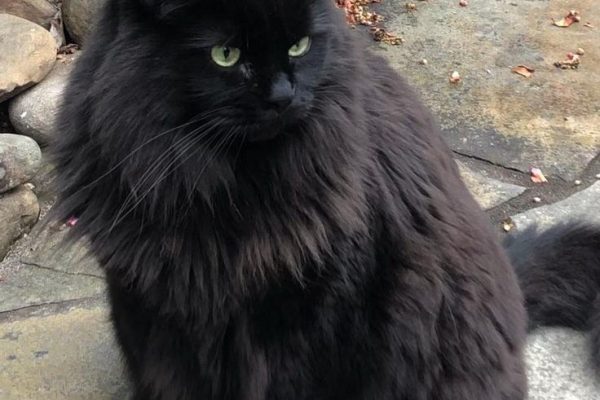 black maine coon cat