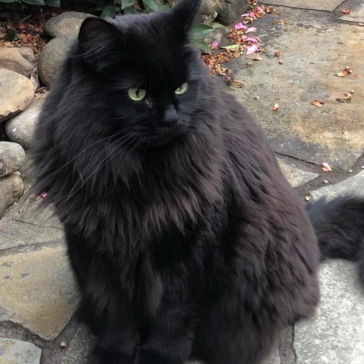 black maine coon cat
